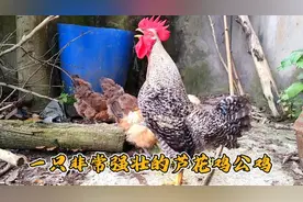 非常美丽强壮的芦花鸡公鸡，几只母鸡就像温顺的小猫咪