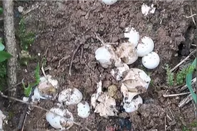 这是啥？西瓜视频的盆友们谁认识啊？评论区告诉我，速度视频封面