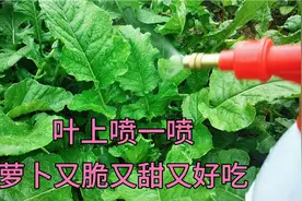 萝卜，胡萝卜想高产，这样做萝卜又脆又甜不糠心不生病不黄叶视频封面