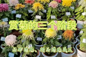 趵突泉菊花展今天正式开启，观赏菊花的三个阶段你知道吗？