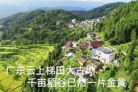 广东云上梯田大古坳，千亩稻谷已满目金黄！视频封面