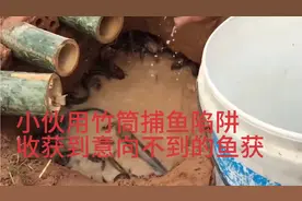 看小伙如何利用竹筒捕鱼陷阱，收获意想不到的鱼获视频封面