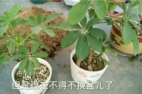 前年扦插成活了2盆鸭掌木，看看如何换盆才能缓苗快，四季常绿
