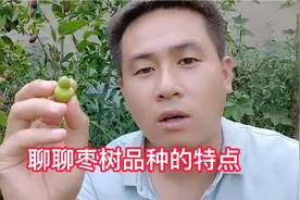 实拍长得很怪，很好吃的枣树，挂果量高，栽到院子里一年吃不完视频封面