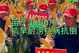 亩产达3000斤的矮杆大棒玉米种，双国审耐热耐涝，抗病抗倒还高产视频封面