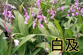 在野外生长的白及，是药食两用，吃了它还美容养颜。视频封面