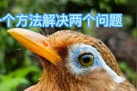 画眉鸟在换毛期的营养配搭，对于断尾生白毛有很大帮助视频封面