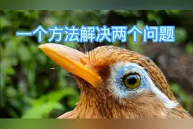 画眉鸟在换毛期的营养配搭，对于断尾生白毛有很大帮助视频封面