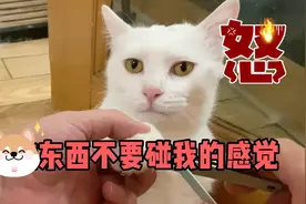 事实证明！猫的爪子不能剪，否则它会咬你