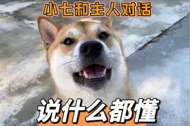 小七能听懂主人说什么，和主人对话毫无障碍，一口一个答应视频封面