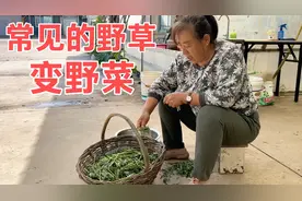 东北野草变野菜？老妈忍腿疼去挖一筐，用水焯完立马变好东西！视频封面