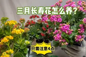 三月，长寿花怎么养？只需注意4点！简单实用，赶紧看看视频封面