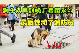 狗子死死盯着排水沟，像是看穿一切，最后惊动消防员视频封面