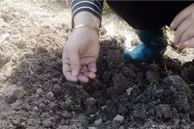 长豆角什么时候播种好？用这个方法播种的豆角，出苗快出苗齐视频封面