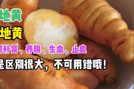 生地黄，熟地黄，都可以补肾滋阴，但是区别很大，不可用错！视频封面