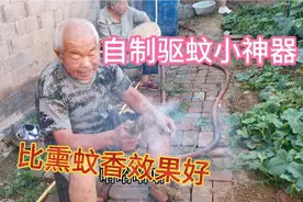 夏天菜园干活蚊子多不用急，教您一招驱蚊小妙招，不花一分钱视频封面