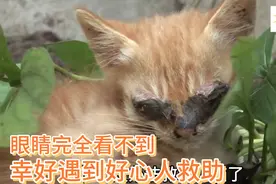 小猫患有眼疾，眼部全部被结痂覆盖，幸亏好心人救助，重见光明！视频封面