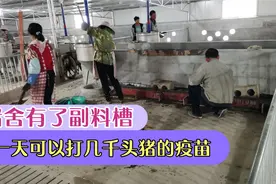 猪舍安装了副料槽，打疫苗的时候，一天就能轻轻松松打几千头猪视频封面