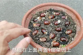 吃完荔枝核不要扔掉，拿来种花盆育苗，方法简单，一看就会视频封面