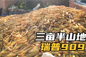 三亩半山坡地玉米种植的是瑞普909，老汉笑的合不拢嘴视频封面