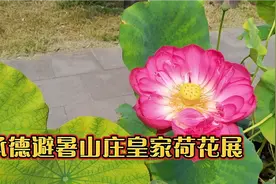 承德避暑山庄清宫荷花文展，各品种荷花让人大饱眼福，太美了😍视频封面