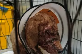 一天天在康复的小五一，加油啊视频封面