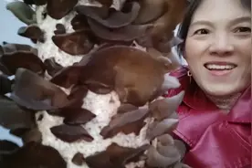 自家墙脚下长这么多的黑木耳，有口福了，黑木耳有补气养血等功效视频封面
