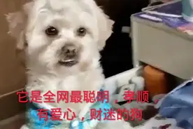 球宝：全网最聪明，孝顺，懂事的狗，主人生病时它跟护理似照顾视频封面