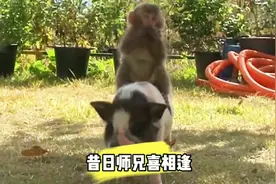 猴兄猪弟喜相逢视频封面