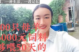 养100只母羊，一年吃掉10万元，拉6000元精补料，只够喂50天的视频封面