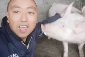 恩诺沙星在养猪中的四个经典妙用，80后养猪人的经验分享视频封面