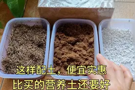 想养好花，先学配土，这个方法，便宜实惠又好用，效果高过营养土视频封面