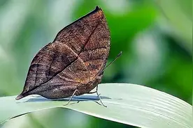 这些会隐身的动物你见过几种？视频封面