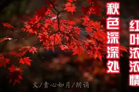 红叶似火，生命如烛，不求一世辉煌，但愿曾经美丽、灿烂过！视频封面