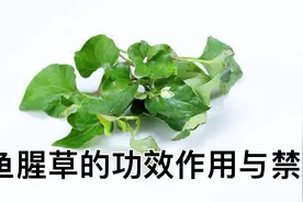 鱼腥草的功效作用与禁忌视频封面