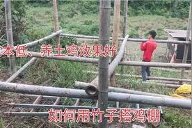 阿隆用竹子给土鸡做架空棚，不仅成本低，这养出来的土鸡非常健康视频封面