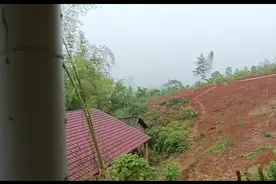 鸽子淋雨视频封面