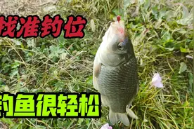 一个视频告诉你，冬季钓鱼大板鲫到底藏在哪里，一条一条真过瘾视频封面