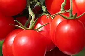 西红柿、辣椒等蔬菜为啥卷叶、发皱？几个原因，教你轻松预防视频封面