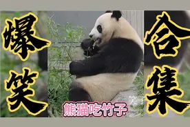 搞笑段子：国宝熊猫吃竹子，就这样看了一遍又一遍视频封面