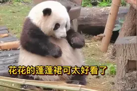 谭爷爷一叫花花就出现，穿蓬蓬裙的大熊猫花花走猫步太优雅了视频封面
