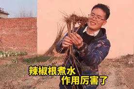 农村“辣椒根煮水”作用厉害了！到底有啥珍贵，解决不少家庭困扰视频封面
