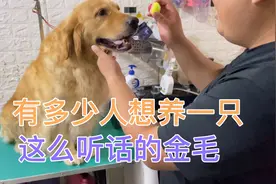 金毛狗狗居然和我互动，有成网红狗的潜力呀，这样的金毛你喜欢吗视频封面