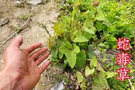 农村生长的“蛇毒草”，它对毒蛇咬到帮助大，赶紧认识一下视频封面