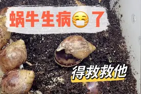 发现一只深缩壳的蜗牛，生病了得赶紧救救他，好可怜啊视频封面