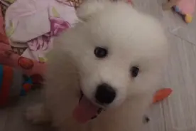 狗狗打嗝是什么样的！屁猪真是个小贪吃视频封面