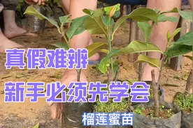 榴莲蜜苗真假难辨，新手种植必看，玖哥一招教3分钟让你明白