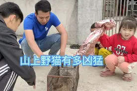 农村小伙野外布置笼子，捕捉一只攻击性很强的野猫，如何处理好？视频封面