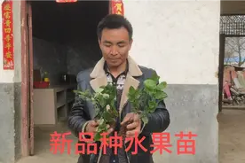 河南农村大哥从网上买的蓝莓苗，迫不及待打开箱，你看水果苗咋样视频封面