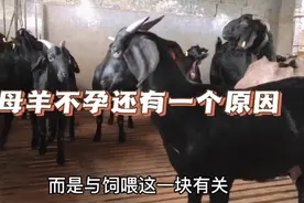有的母羊不孕，除了疾病，还与饲喂这一块有关视频封面